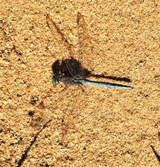 Orthetrum machadoi