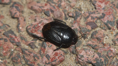Macroscytus japonensis