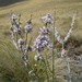 Slender Coral Broom - Photo (c) Colin Meurk, some rights reserved (CC BY-SA), uploaded by Colin Meurk