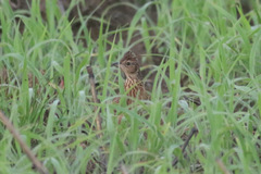 Mirafra rufocinnamomea