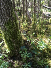 Brachythecium rutabulum