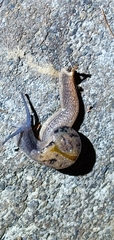 Petalochlamys