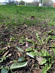 Erythronium albidum
