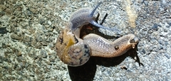 Petalochlamys