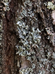 Physcia adscendens