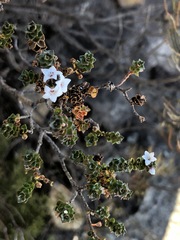 Epacris coriacea