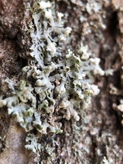 Physcia adscendens