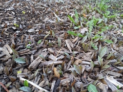 Erythronium albidum
