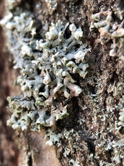 Physcia adscendens