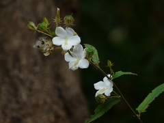 Hibiscus hirtus