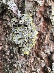 Xanthoria parietina