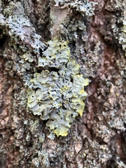Xanthoria parietina