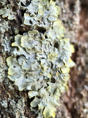 Xanthoria parietina