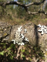 Parmelia sulcata