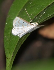 Derambila dentiscripta