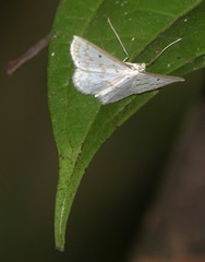 Derambila dentiscripta