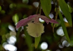 Dendrobium aphyllum