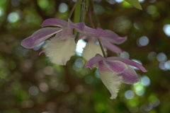 Dendrobium aphyllum