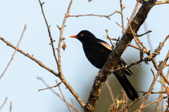 Turdus boulboul