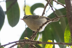 Phylloscopus occipitalis