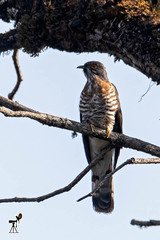 Hierococcyx sparverioides