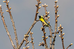 Machlolophus spilonotus