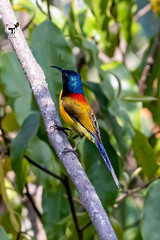 Aethopyga nipalensis