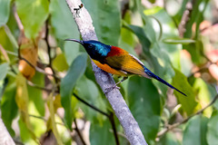 Aethopyga nipalensis