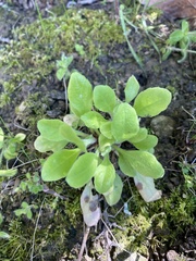 Bellis perennis