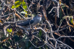 Cuculus saturatus