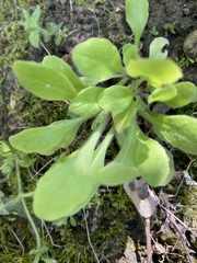 Bellis perennis