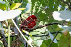 Carpodacus sipahi