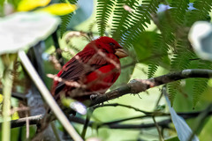 Carpodacus sipahi