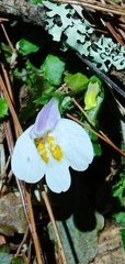 Mazus alpinus