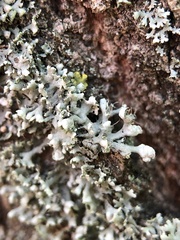 Physcia adscendens