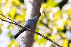 Cyornis unicolor