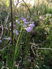 Cardamine pratensis