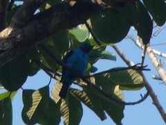 Cotinga cayana
