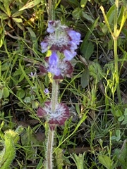 Salvia lyrata image