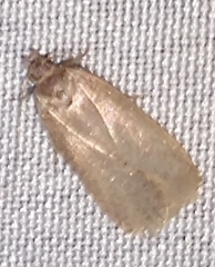 Dichomeris ventrellus