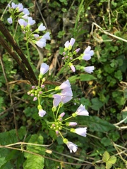 Cardamine pratensis