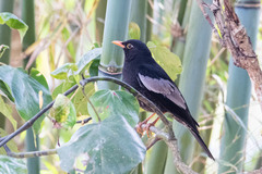Turdus boulboul
