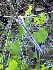Hieracium megacephalon