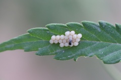 Insecta