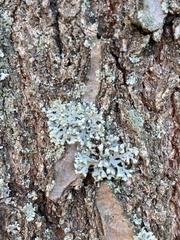 Physcia adscendens