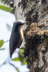 Sitta himalayensis