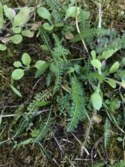 Achillea millefolium