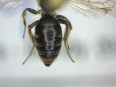 Andrena