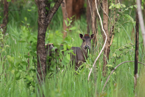 Light-backed Duiker