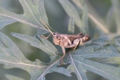 Orthoptera